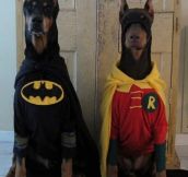 The justice is strong with these dogs…