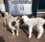Woolly friend…