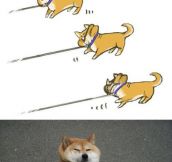This Shiba doesn’t like to use a leash…