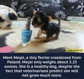 Meet Meysi…