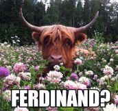 Ferdinand?