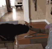 Cat teaching a human how to stroke…
