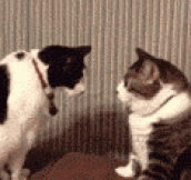Cat staring contest…