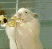Hamster Jazz Band…