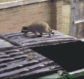 When raccoons miscalculate their jumping abilities…