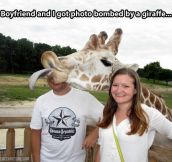 Giraffe photobomb…