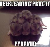 Hamster pyramid…