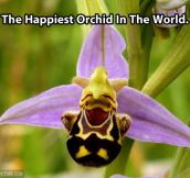 The happiest orchid in the planet…