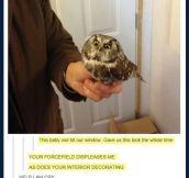 Displeased owl…