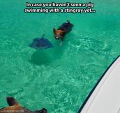 Ever seen a pig swimming with a stingray?