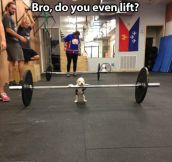 This puppy lifts…