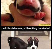 Remember the puppy with the mustache?