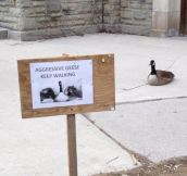 Aggressive geese…