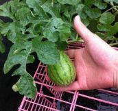 Trying to grow watermelons, when suddenly…