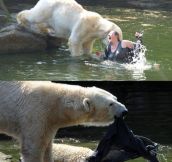 Misunderstood Polar Bear