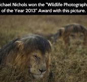 Wildlife Photographer of the Year…
