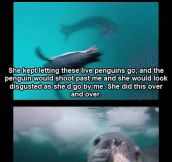 Photographer vs. deadly leopard seal…