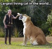 The biggest cat on the planet…