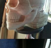Human skull carved from lime wood…