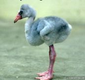 Baby flamingo…