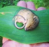 A little mouse napping on a leaf…