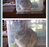 I present you Angry Rabbit…