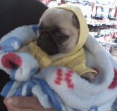 Pug in a onesie…