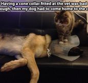 As if the cone of shame wasn’t bad enough…