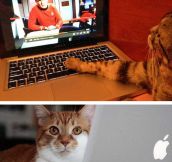 Cats Using Computers…
