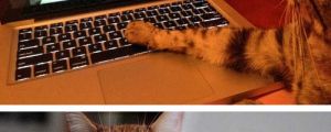 Cats Using Computers…