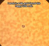 It’s a happy cell…