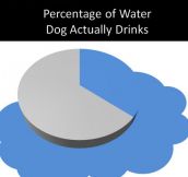 Amount of water my dog actually drinks…