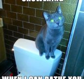 Overly attached kitten…