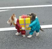 I wish I was a dog just so I could wear this costume…