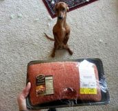 Small dog with big problems…