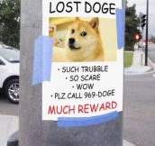 Lost Doge…