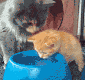Cat Lessons: How to drink water…