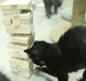 Cat playing Jenga…