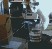 Cats knocking stuff over…