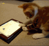 Kitty gets mind blown playing with the iPad…
