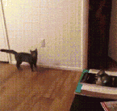 Curiosity scared the crap out of the kitten…