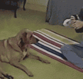 Dog does yoga with his human…
