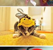 Cats wearing animal hats…