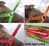 Traffic light coded leashes…