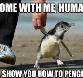Let me show you the penguin way…