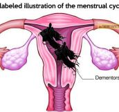 The menstrual cycle…