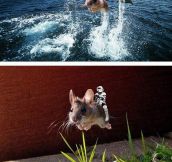 Mouse leaping over grass Photoshop battle…