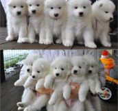 Bad day? Here, have some fluffy puppies…