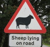 Sheep lying on the road…