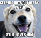 Good guy dog…